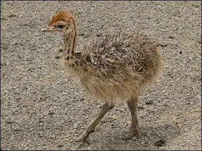 Quel est le petit de l'autruche ?