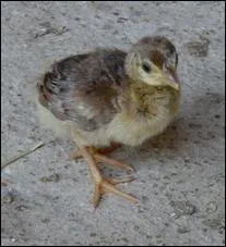 Quel est le petit de la paonne ?