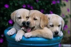 Quel est le petit de la chienne ?