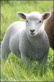 Quel est le petit de la brebis ?