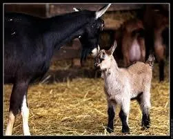 Quel est le petit de la chvre ?