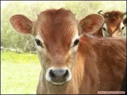 Quel est le petit de la vache ?