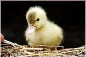 Quel est le petit de le cane ?