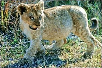 Quel est le petit de la lionne ?