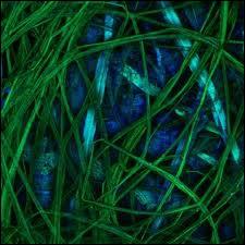 Que reprsente cette photo ?