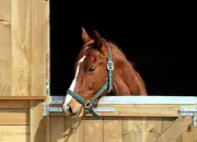 Quiz Le monde des chevaux