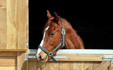 Quiz Chevaux