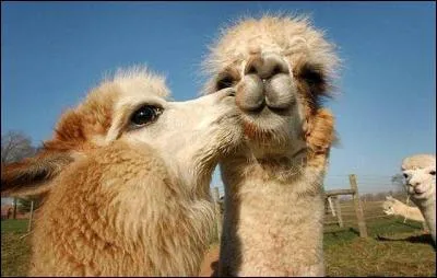 Le lama est-il vivipare ?