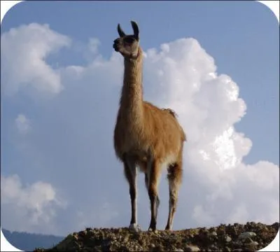 Quel est son poids moyen ?