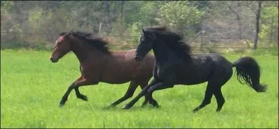 Les longs discours politiques ou philosophiques sont parfois rasoirs et me laissent dubitative. Ils n'ont pourtant aucun effet sur la pilosit de ceux qui les coutent.