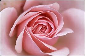 Comment dit-on ROSE en anglais ?