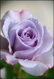 Comment dit-on VIOLET en anglais ?