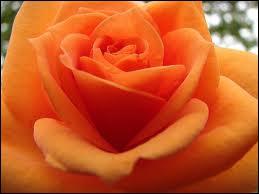 Comment dit-on ORANGE en anglais ?