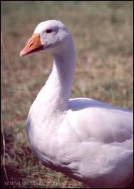 Comment dit-on  oie  en anglais ?