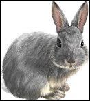 Comment dit-on  lapin  en anglais ?