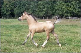 Comment dit-on  poulain  en anglais ?