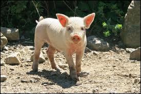 Comment dit-on  cochon  en anglais ?