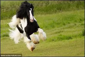 Quel est le mcanisme du galop  gauche ?