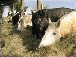 Combien de repas prend le cheval ?