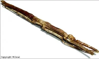 A quoi cet insecte vous fait-il penser ?