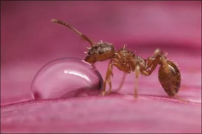A Hokkaido, au Japon, on a dcouvert une super colonie de fourmis (formica yessenssis) vivant dans une fourmilire de ...