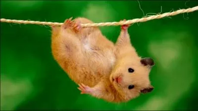 Quel animal joue l'acrobate ?