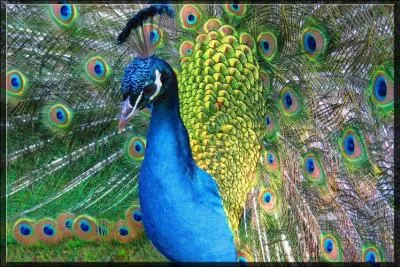 Quel est cet animal ?