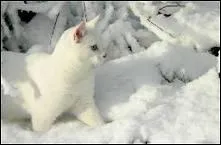 Il se faisait nourrir en cachette par les Bipdes. Qui est-ce ?