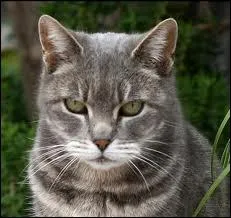 Il a tent d'assasiner son chef. Qui est-ce ?