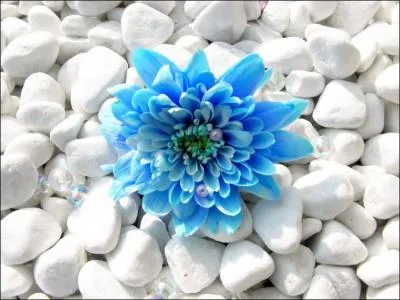 De quelle couleur sont les cailloux ?