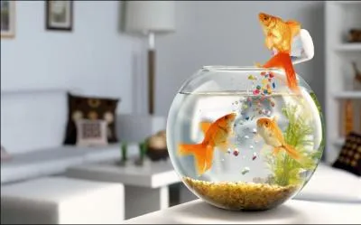 Que fait ce poisson ?