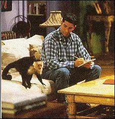 Quel est le nom du singe de Ross ?