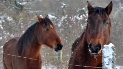 Combien de temps dure son dveloppement ?