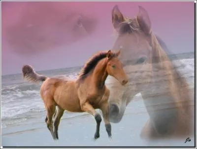 Est-il considr comme un moyen de transport ?