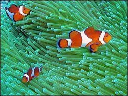 Les rcifs coralliens abritent des poissons...