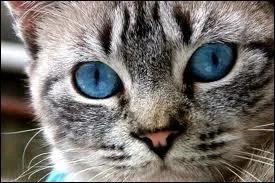Certains chats ont les yeux...