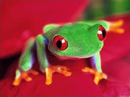 Quiz Animaux