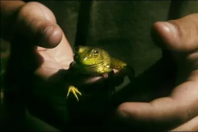 Il pleut, il mouille, c'est la fte ...