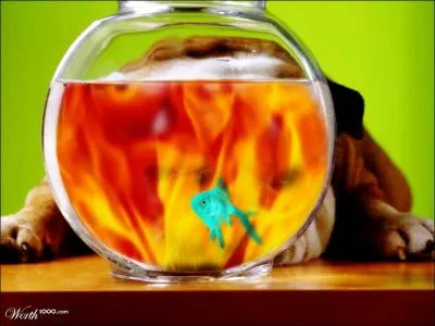 Avoir le bocal, c'est tre ...