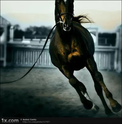 Au moyen-ge, qu'appelait-on un destrier ?