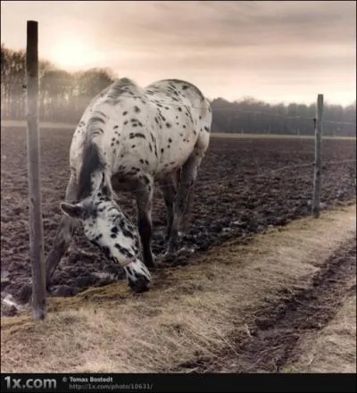 Il y a trois allures diffrentes chez le cheval !