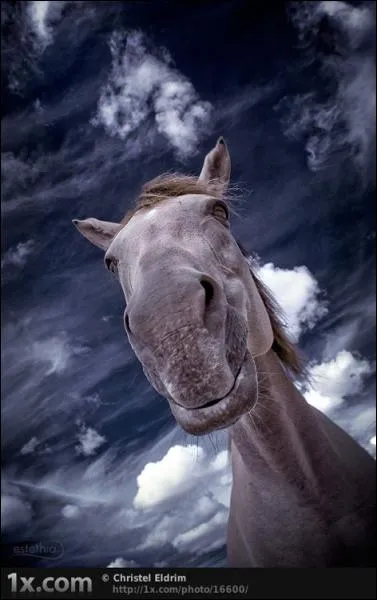 Pour le cheval, comme pour d'autres mammifres, que signifie le flehmen ?