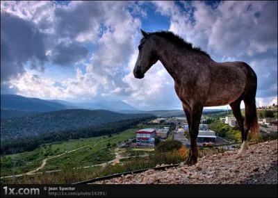 Le cheval, comme le chat, a des vibrisses !