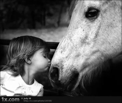 Au moyen-ge, qu'appelait-on un palefroi ?