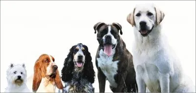 Quelles sont ces races ? ( de gauche  droite )