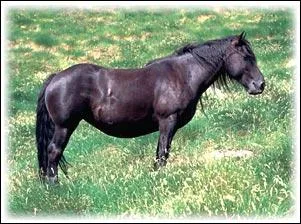 Quelle est cette race de chevaux ?