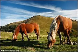 Quelle est cette race de chevaux ?