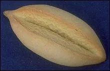 Spcialits de Marseille, que sont ces biscuits secs ?