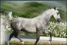 Quelle race apparat ci-dessous ?