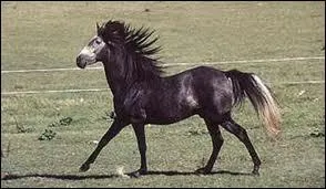 Quelle race apparat ci-dessous ?